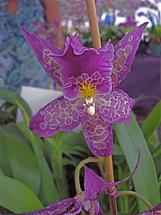 Photo:  Boudoir Orchids 